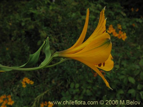 Alstroemeria aurea의 사진